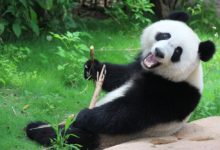 Google Panda Update 43 Google Panda Update