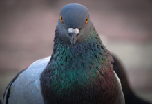 Google Pigeon Update 41 Google Pigeon Update