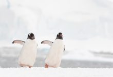 Google Penguin Update 42 Google Penguin Update